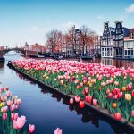 beautiful tulipcovered canal banks with houses trees